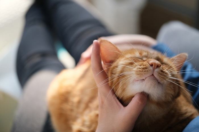 Agressão de carinho em gatos o que é e como pará-la - 05