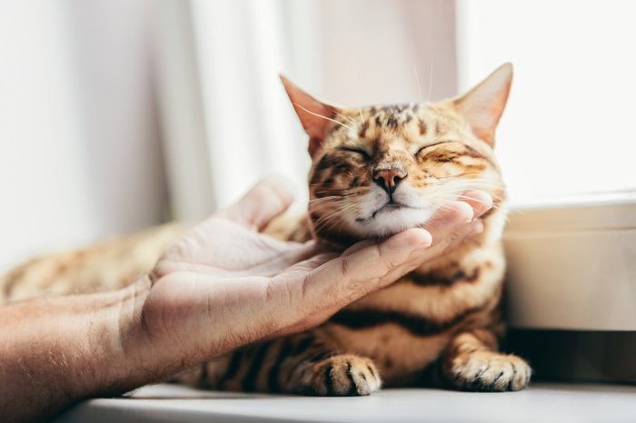 Agressão de carinho em gatos o que é e como pará-la - 07