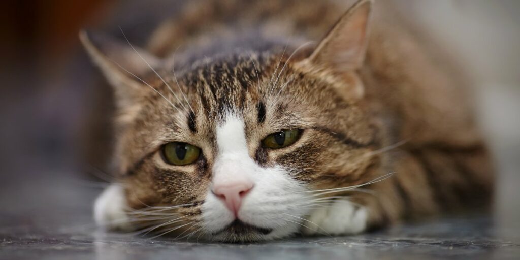 Ansiedade de separação do gato causas, sintomas e tratamento - 02