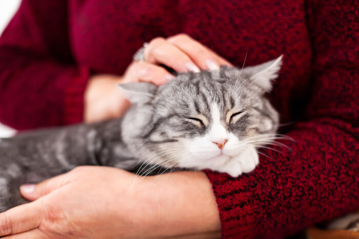 Ansiedade de separação do gato causas, sintomas e tratamento - 07