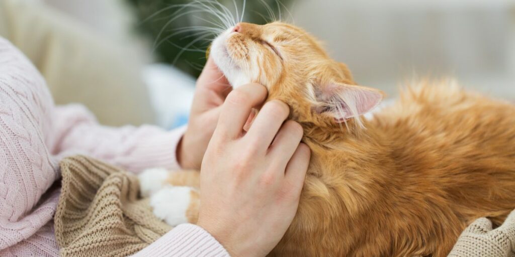 As 25 melhores dicas para novos donos de gatos - 20