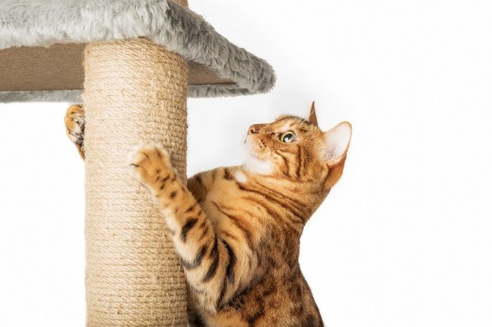 As 25 melhores dicas para novos donos de gatos - 23