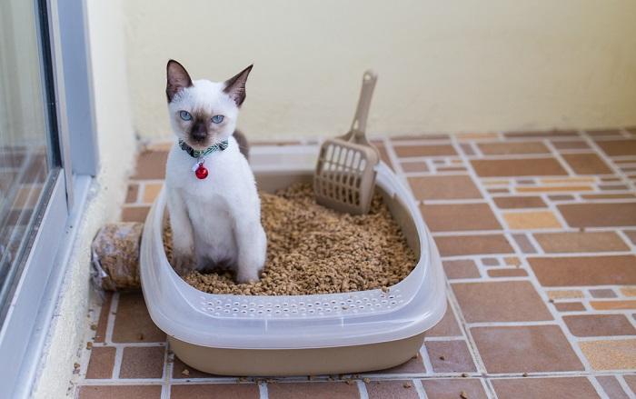 Com que frequência os gatos devem fazer cocô - 01