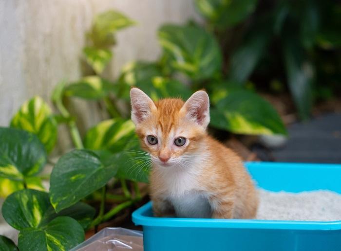 Com que frequência os gatos devem fazer cocô - 11