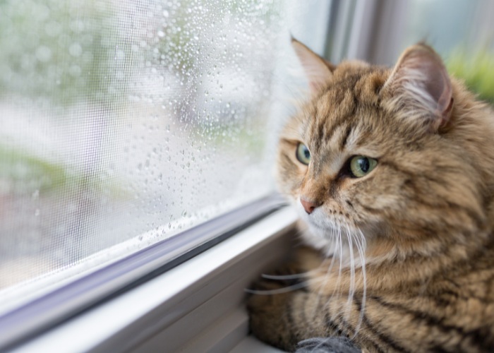 Com que frequência os gatos fazem xixi - 11