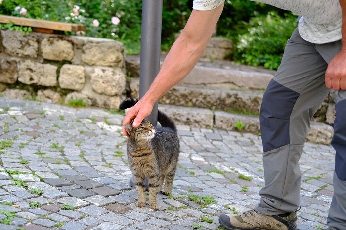 Como ajudar os gatos a lidar com a dor - 11