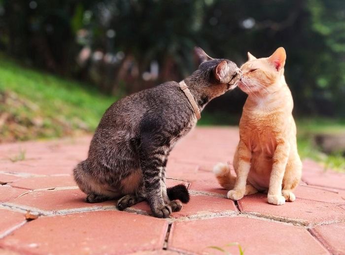 Como ajudar os gatos a lidar com a dor - 15