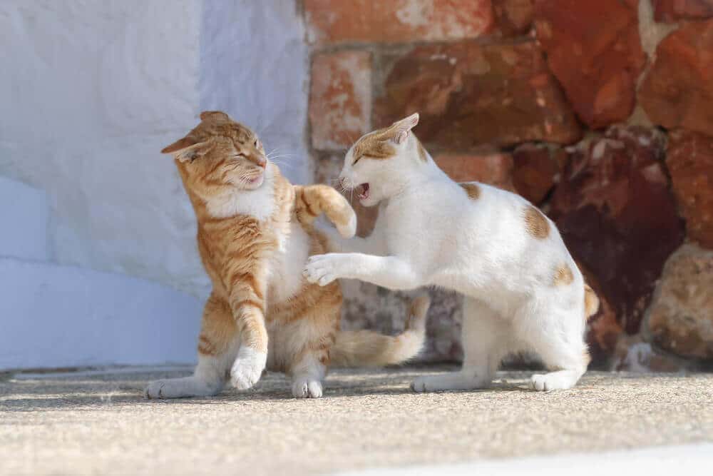 Como ajudar os gatos a se darem bem - 11