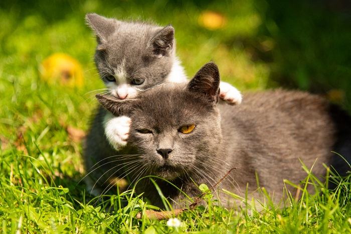 Como apresentar um novo gatinho a um gato mais velho - 03