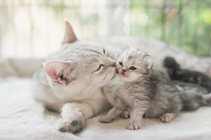 Como apresentar um novo gatinho a um gato mais velho - 05