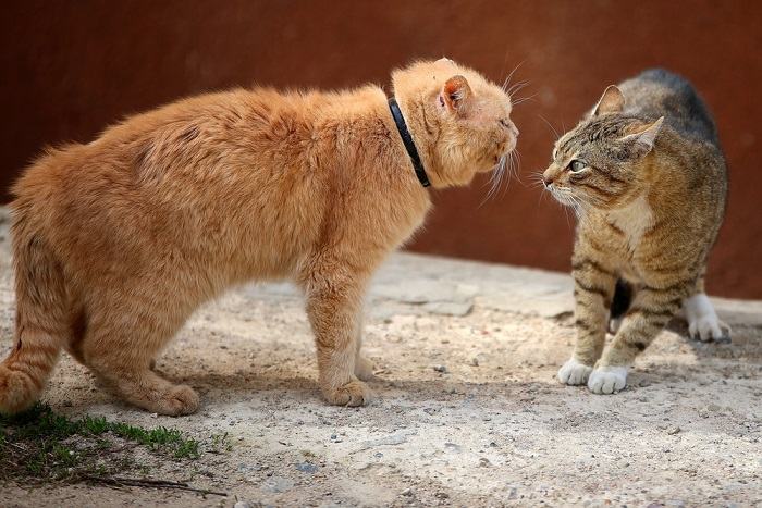 Como apresentar um novo gatinho a um gato mais velho - 07