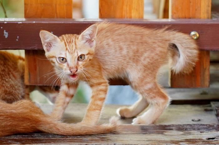 Como ensinar “não” ao seu gato - 06