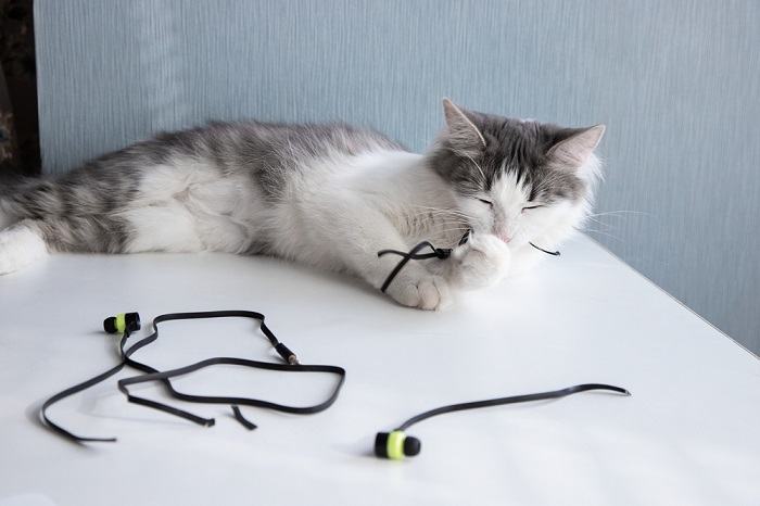 Como evitar que um gato mastigue fios elétricos - 01