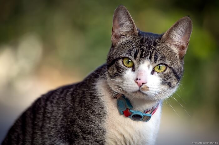 Como evitar que um gato mastigue fios elétricos - 08