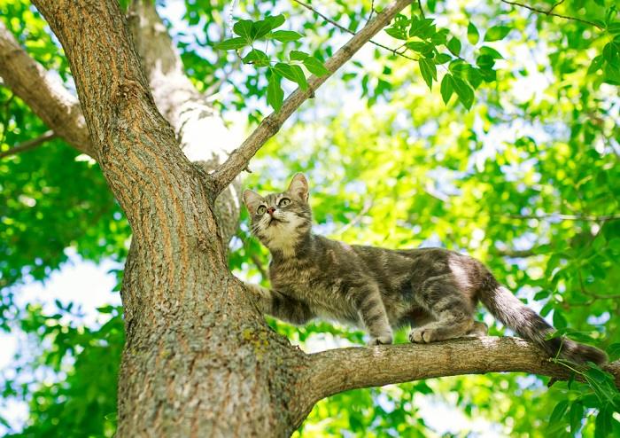 Como evitar que um gato suba em uma árvore - 01