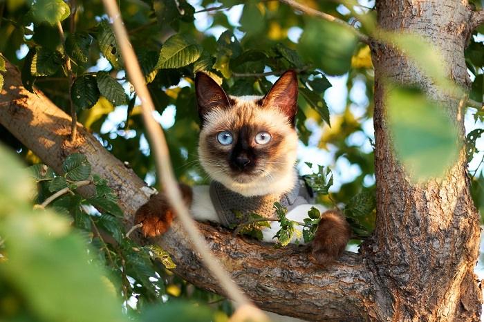 Como evitar que um gato suba em uma árvore - 02