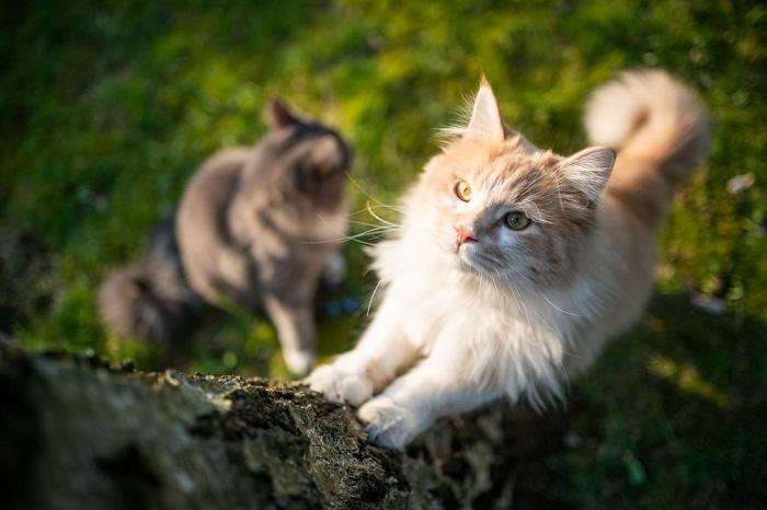 Como evitar que um gato suba em uma árvore - 06