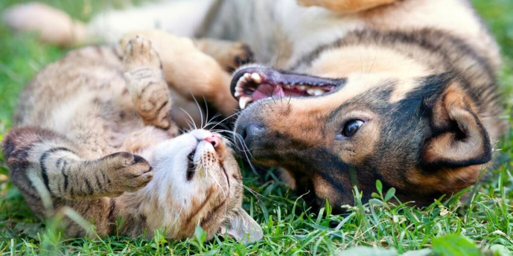 Como fazer um cachorro e um gato se relacionarem - 02