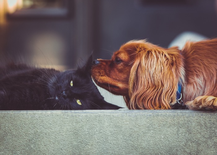 Como fazer um cachorro e um gato se relacionarem - 04