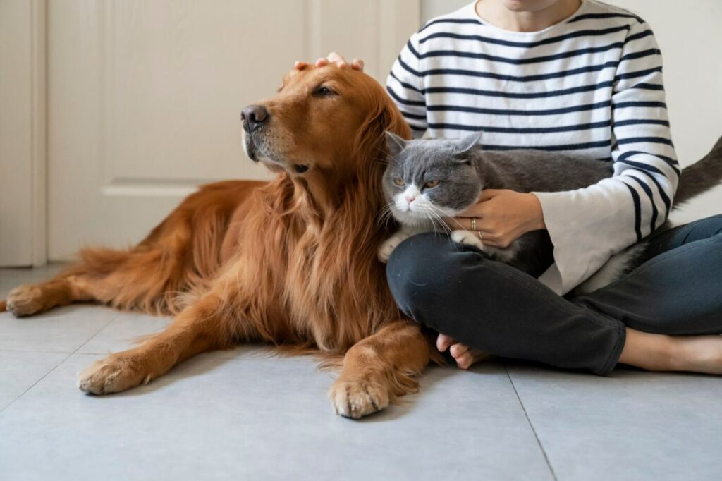 Como fazer um cachorro e um gato se relacionarem - 07