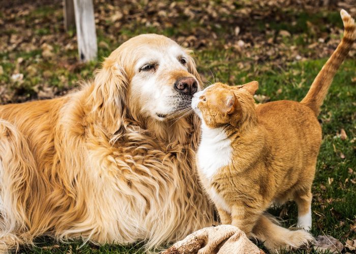 Como fazer um cachorro e um gato se relacionarem - 08