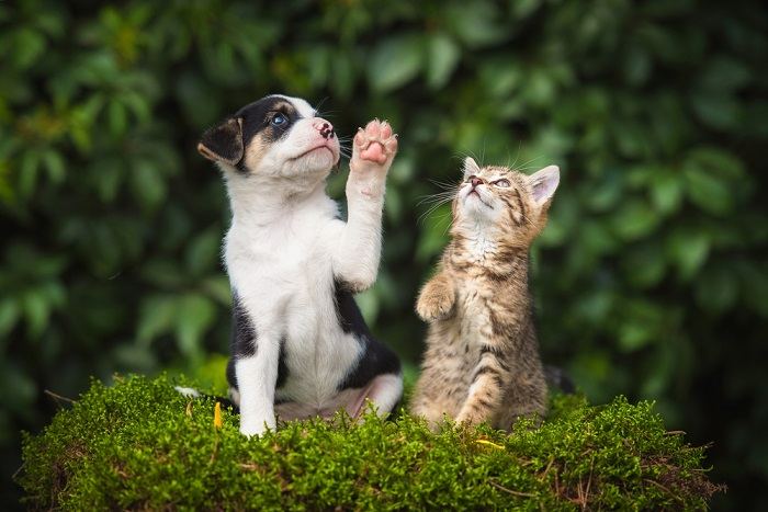 Como fazer um cachorro e um gato se relacionarem - 09