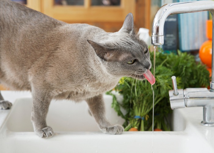 Como impedir que seu gato derrame água da tigela - 01