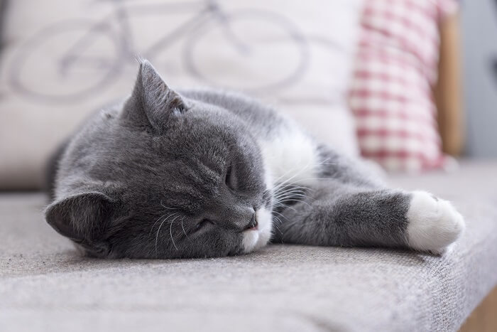 Como introduzir novos gatos em uma casa - 08