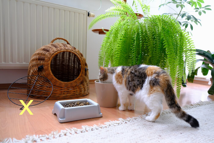 Como introduzir novos gatos em uma casa - 09