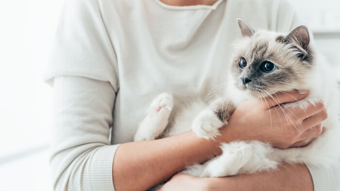 Como introduzir novos gatos em uma casa - 12