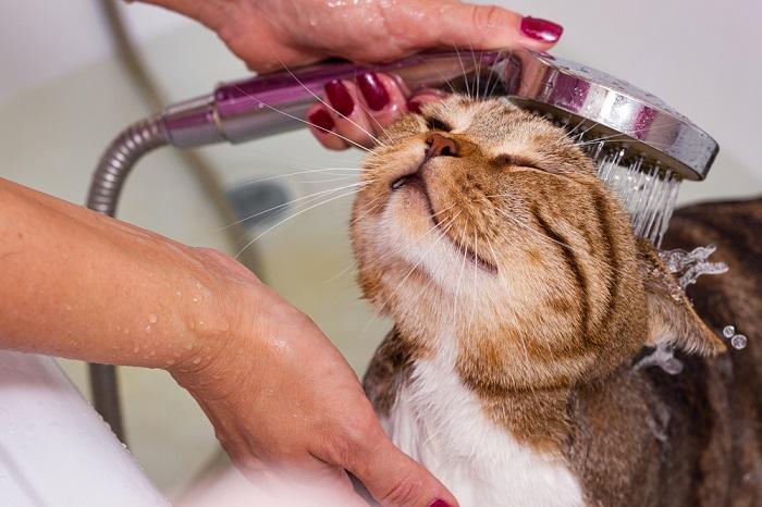 Como lavar um gato sem shampoo para gatos - 01