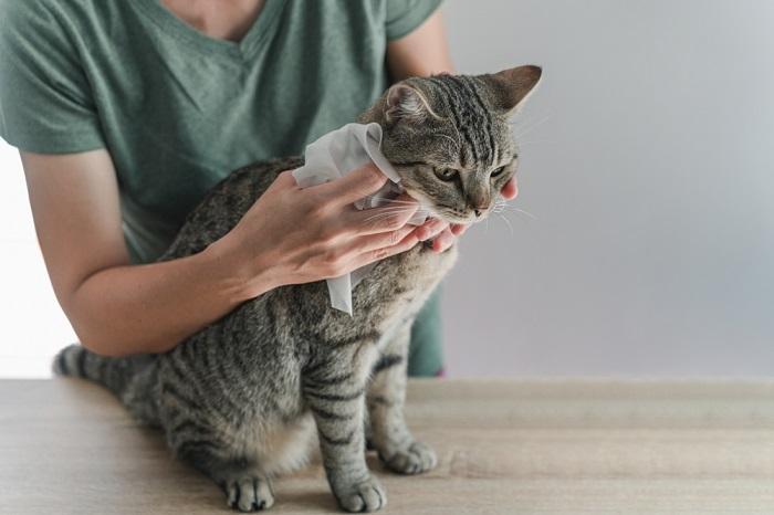 Como lavar um gato sem shampoo para gatos - 03