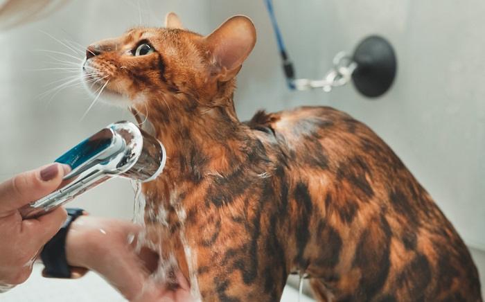 Como lavar um gato sem shampoo para gatos - 05