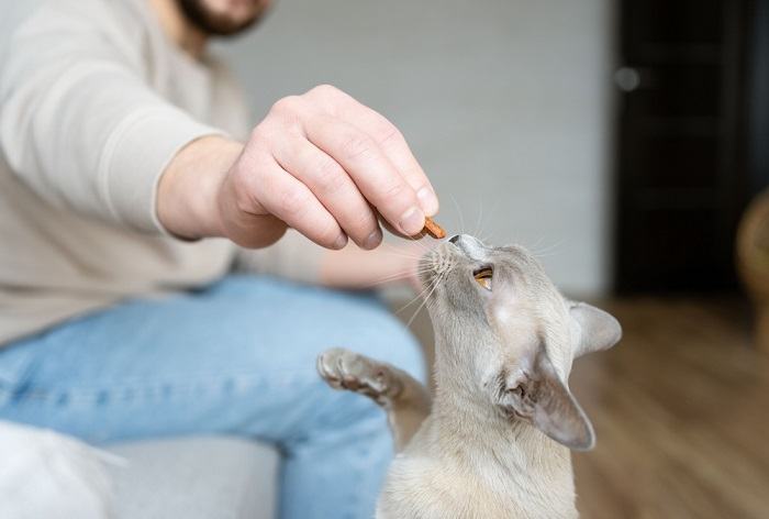 Como manter os gatos fora de uma sala com segurança - 04