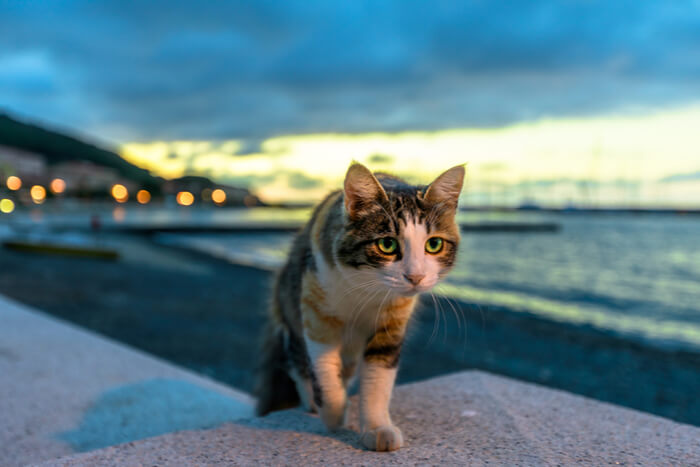 Como os gatos caçam - 05