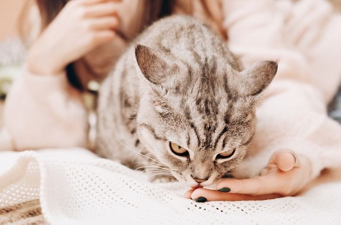 Como os gatos dizem que estão arrependidos - 03