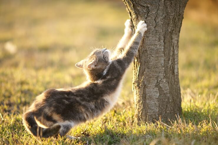 Como os gatos marcam seu território - 01