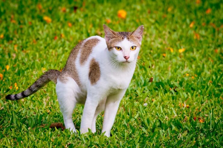 Como os gatos marcam seu território - 03