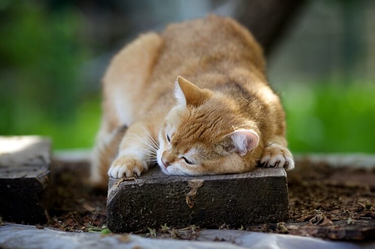 Como os gatos marcam seu território - 06