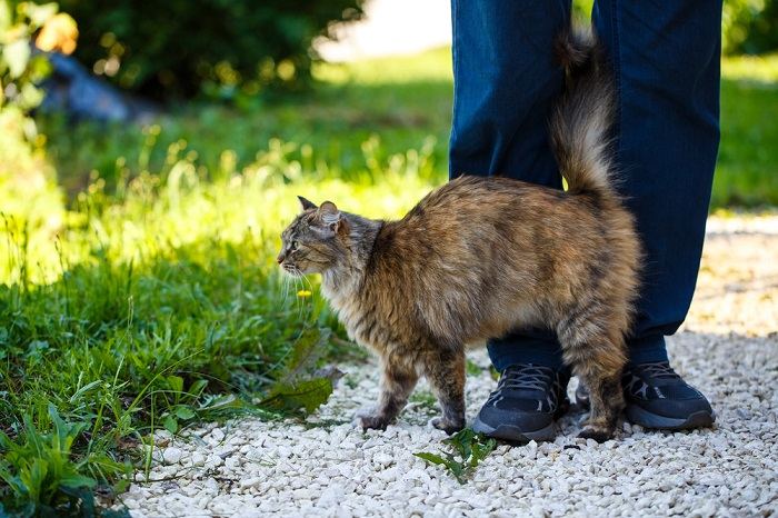 Como os gatos marcam seu território - 07