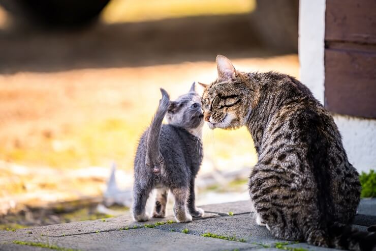 Como os gatos marcam seu território - 08