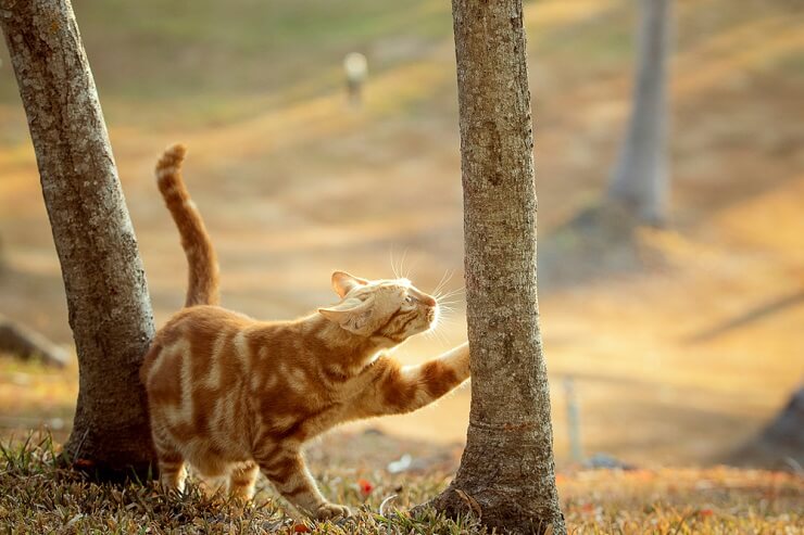 Como os gatos marcam seu território - 11