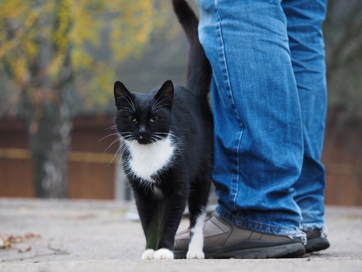 Como os gatos marcam seu território - 12