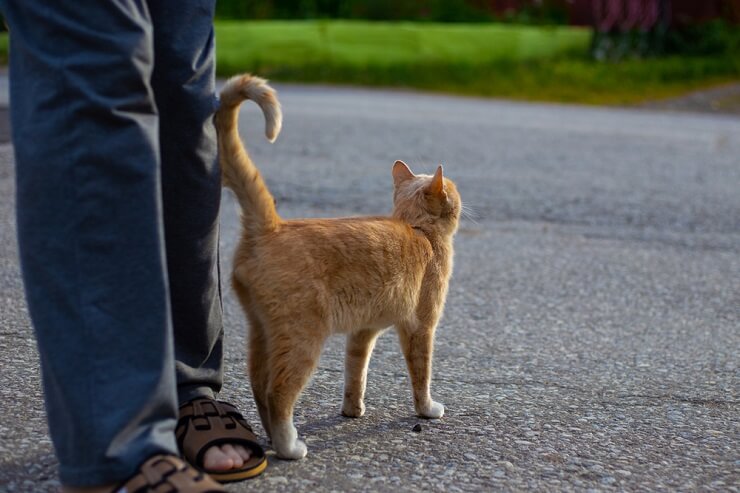 Como os gatos se comunicam uns com os outros - 02