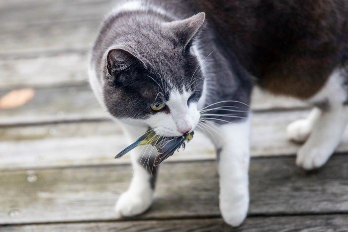 Como os gatos se comunicam uns com os outros - 13