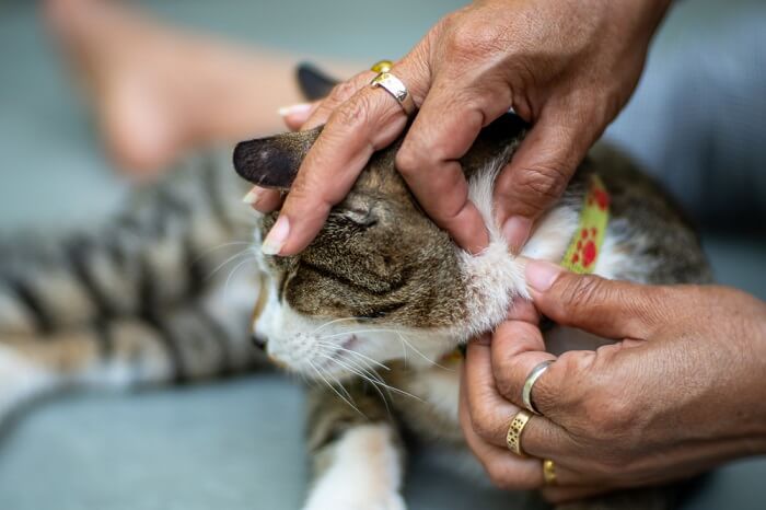 Como reduzir o derramamento de gatos em 9 etapas simples - 08