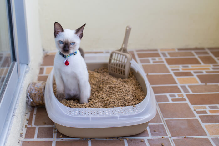 Como ter um relacionamento melhor com seu gato - 08