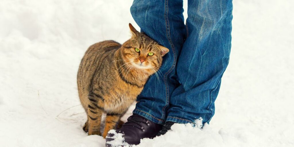 Como ter um relacionamento melhor com seu gato - 12