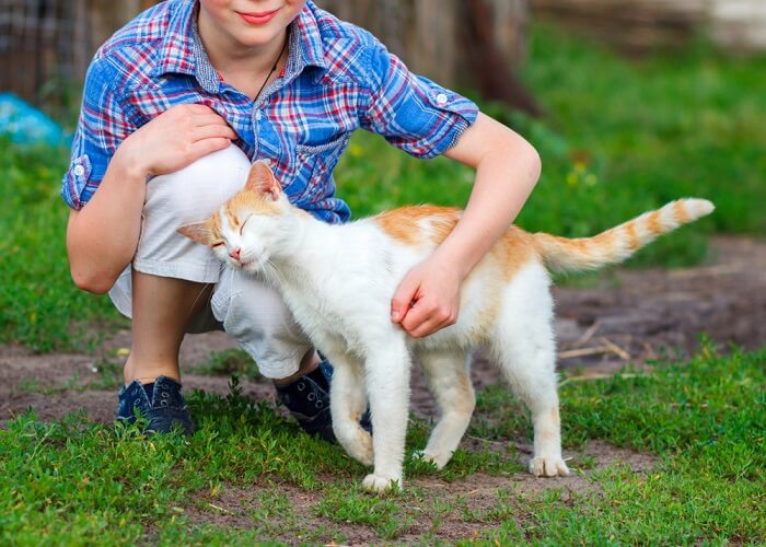 Como ter um relacionamento melhor com seu gato - 14