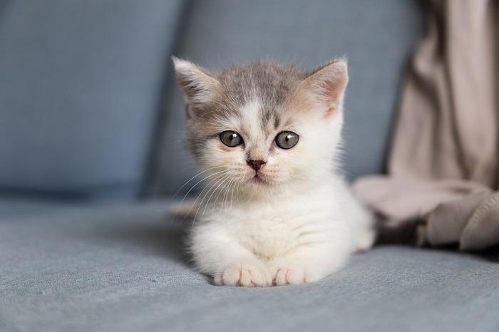 Como tornar sua casa à prova de gatinhos em 12 etapas - 03